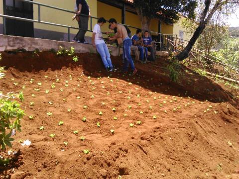 Plantação de alfaces por alguns alunos do curso de Produção Agrícola.